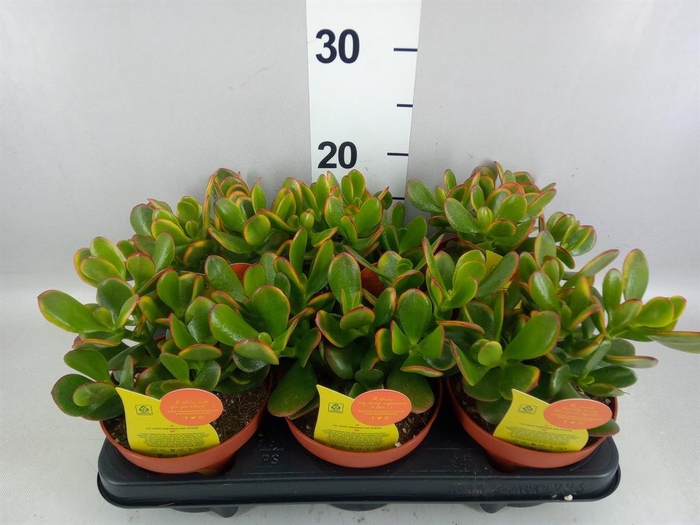 <h4>Crassula ovata 'Sunset'</h4>