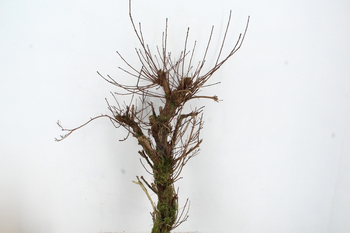 COTINUS STRONK 80/90CM