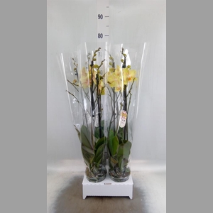 Phalaenopsis   ...yellow