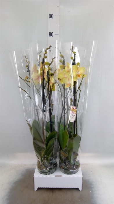 <h4>Phalaenopsis   ...yellow</h4>