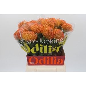Nutans Ayoba Peach