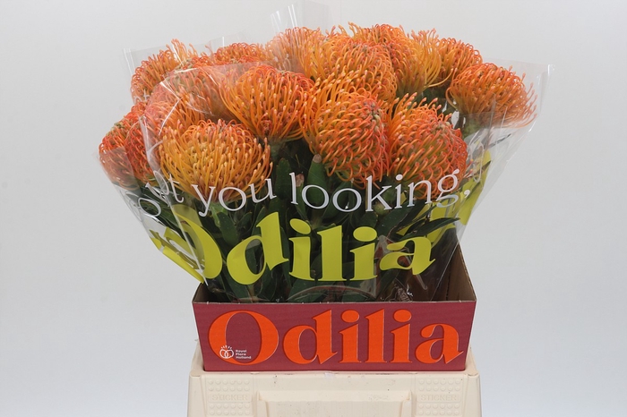 <h4>Nutans Ayoba Peach</h4>