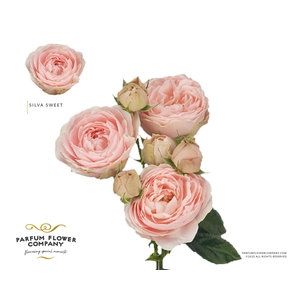 Rosa Spray Garden Silva Sweet