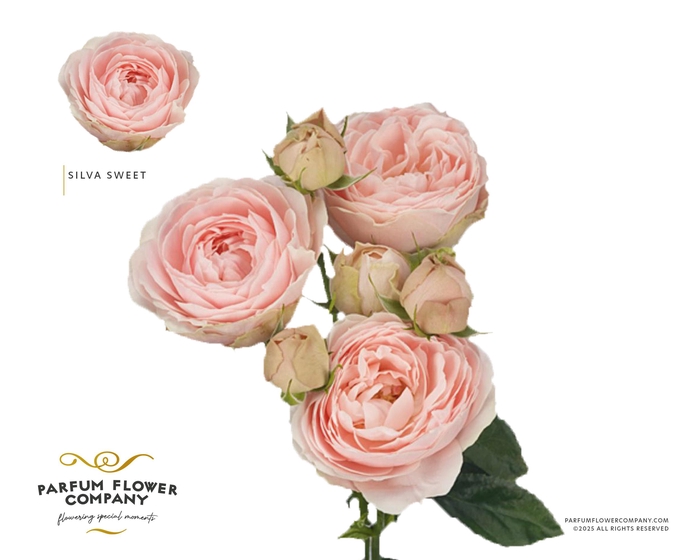 <h4>Rosa Spray Garden Silva Sweet</h4>