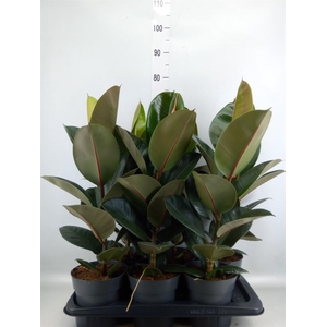 Ficus elastica 'Robusta'