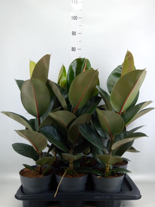 <h4>Ficus elastica 'Robusta'</h4>