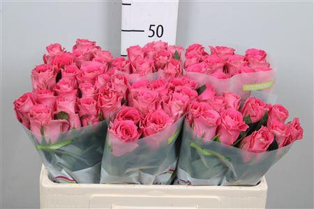 <h4>R Gr Watergame</h4>