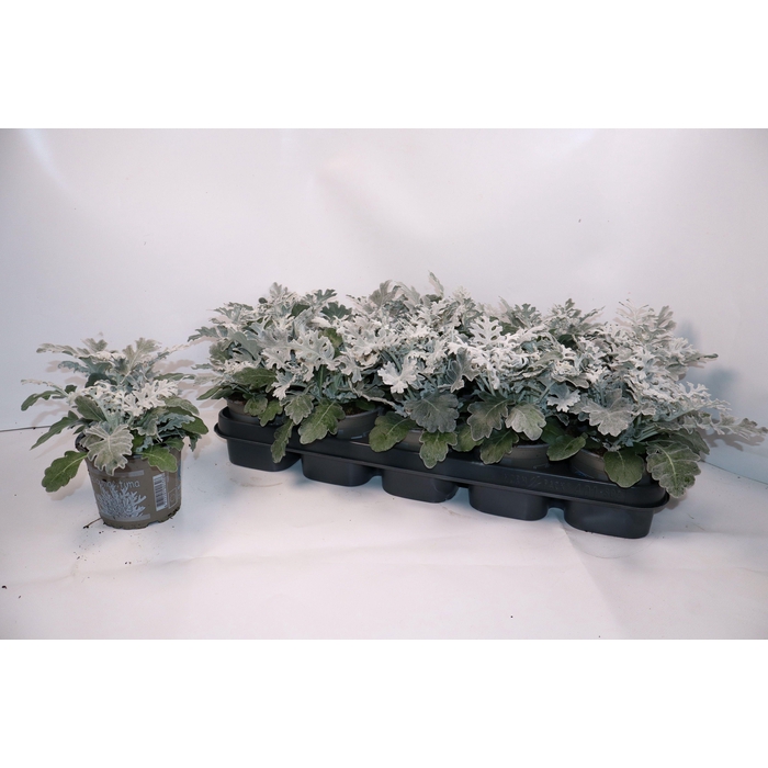 <h4>JACOBAEA MARITIMA</h4>