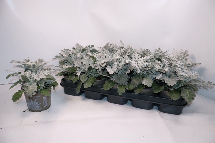 <h4>Jacobaea Maritima</h4>