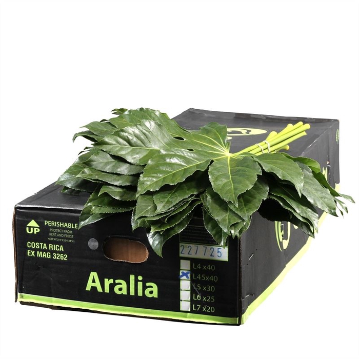 <h4>Aralia Gr. Beauty</h4>