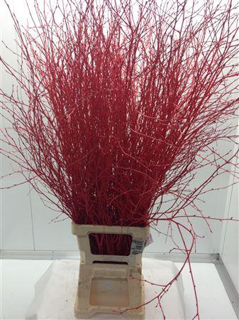 <h4>Berk Lang Rood</h4>