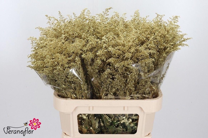 <h4>SOLI OV KLB H%</h4>