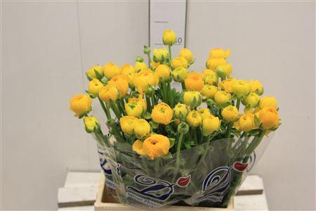 <h4>Ran El Yellow</h4>