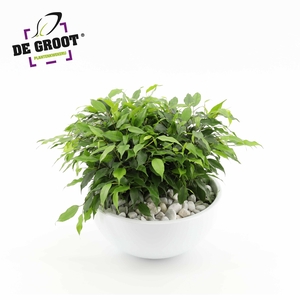 Arrangement Ficus green kinky in schaal