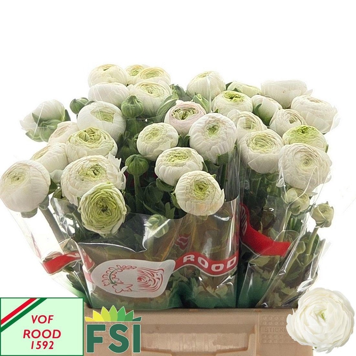 <h4>RAN AAZUR WHITE</h4>