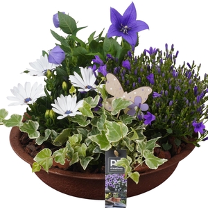 PTPP6866 Arrangement Patio in metalen schaal