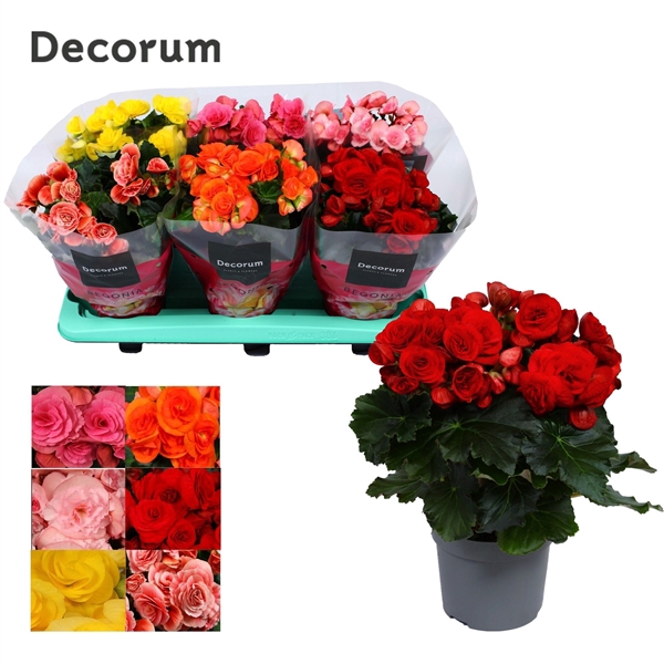 <h4>Begonia 13cm mix Decorum</h4>