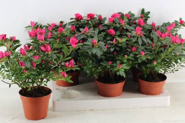 <h4>RHODO SI TAMIRA</h4>