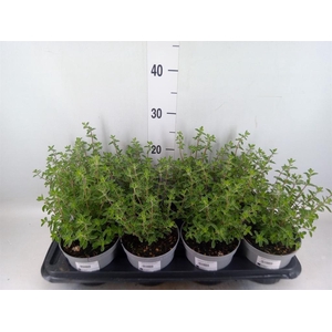 Origanum majorana