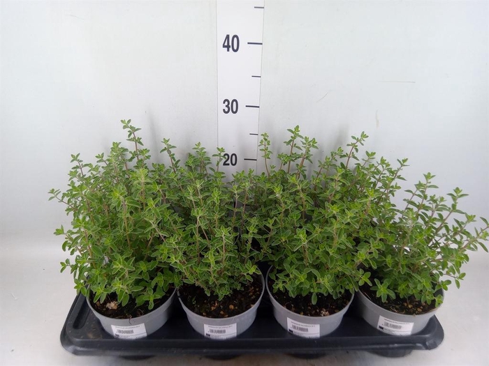 <h4>Origanum majorana</h4>