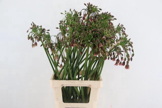 <h4>ALLIUM NECT SICULUM BULGAR ARTI</h4>