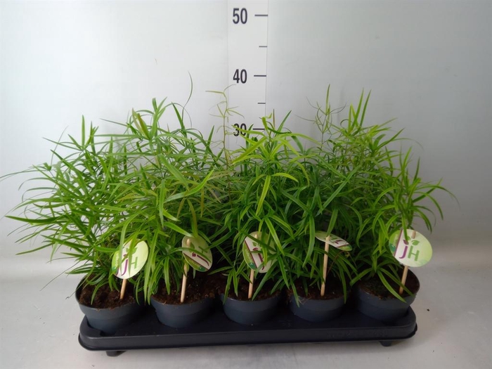 <h4>Asparagus falcatus</h4>