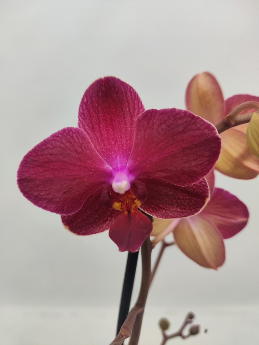 <h4>Limited 55 week 2</h4>