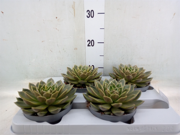 <h4>Echeveria   ...not flowering</h4>