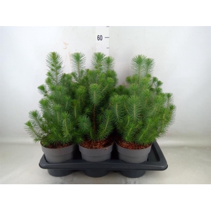 Pinus pinea 'Silver Crest'