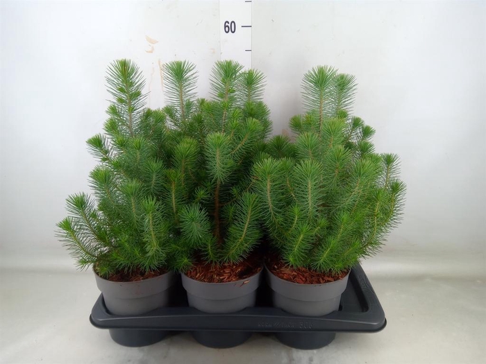 <h4>Pinus pinea 'Silver Crest'</h4>