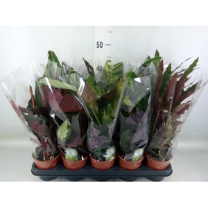 Calathea   ...mix 5