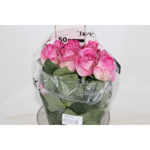 ROSA CANDY AVALANCHE 050 CM ESTUFA