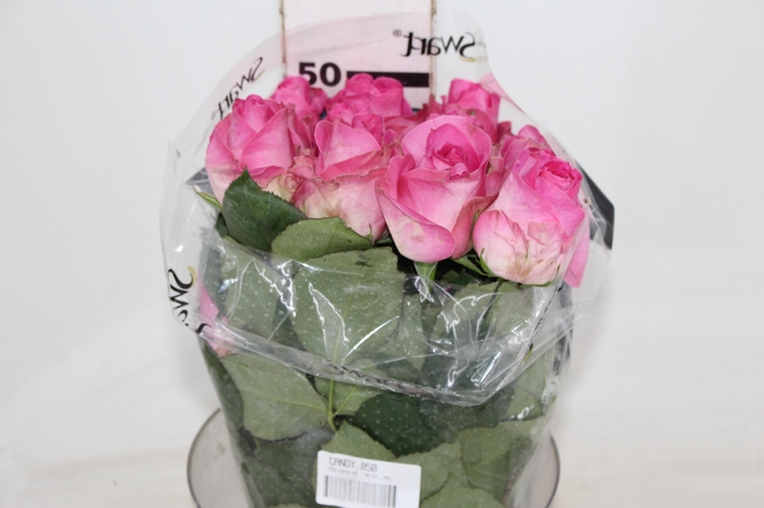 <h4>ROSA CANDY AVALANCHE 050 CM ESTUFA</h4>