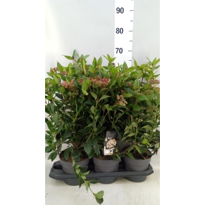 Viburnum tinus