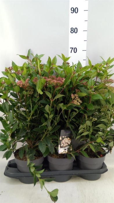 <h4>Viburnum tinus</h4>