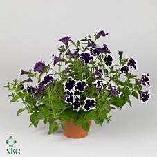 PETUNIA PURPLE PICOTEE
