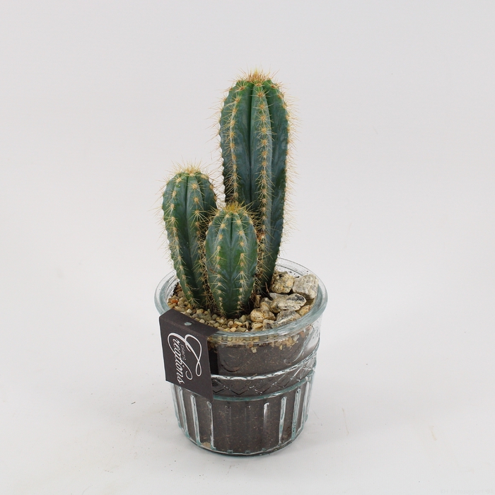 <h4>CTFD-2402 Cactus Fundamentals</h4>