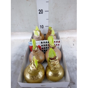 Hippeastrum   ...waxed