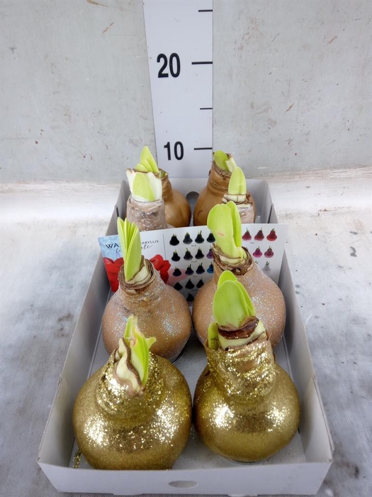 <h4>Hippeastrum   ...waxed</h4>