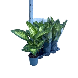 Dieffenbachia seg. Tropic Snow 17Ø 70cm