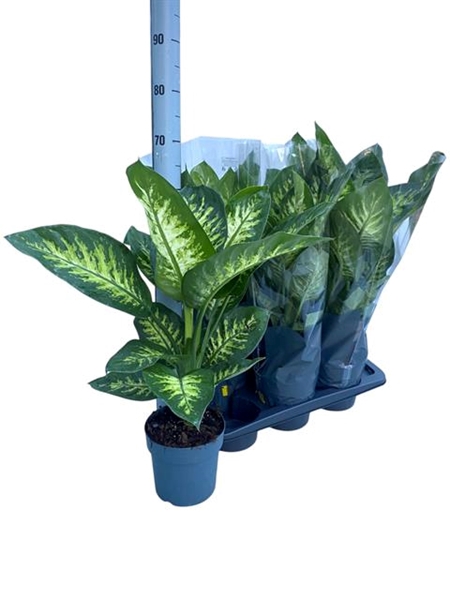 Dieffenbachia seg. Tropic Snow 17Ø 70cm