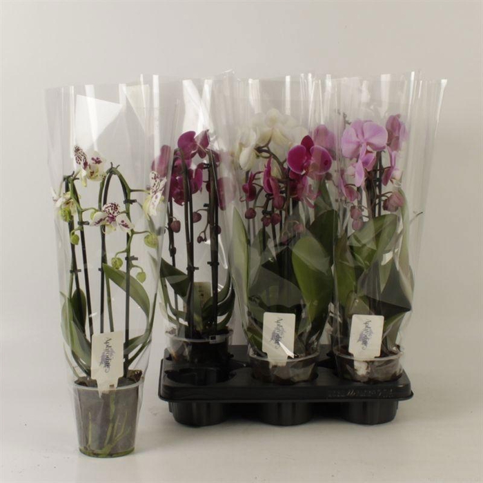 <h4>PHAL EL CASCADE</h4>