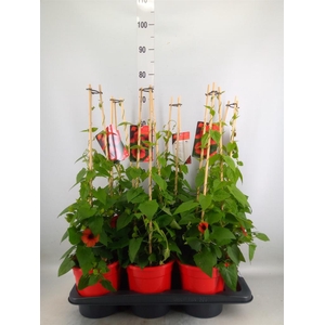 Thunbergia alata 'Brownie'