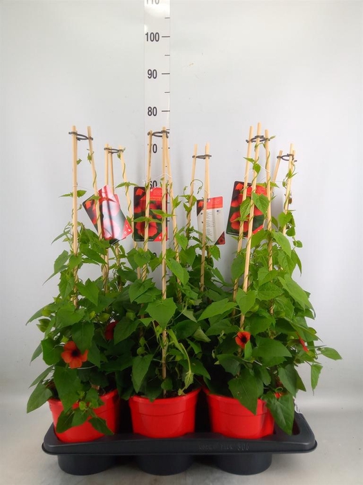 <h4>Thunbergia alata 'Brownie'</h4>