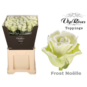 R Gr Frost Noelle