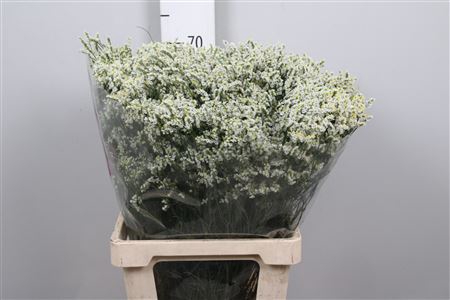<h4>Lim Sin Clear Diamon Wit</h4>