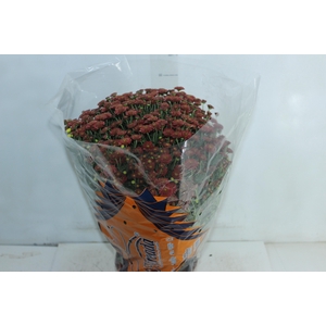 CRISANTEMO BOLA BELGA JASODA P20 VERMELHO