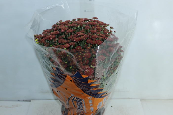 <h4>CRISANTEMO BOLA BELGA JASODA P20 VERMELHO</h4>