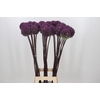 Allium Summer Drummer