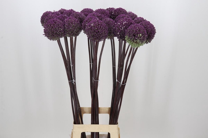 <h4>Allium Summer Drummer</h4>